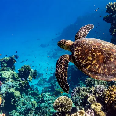Océan tortue nageant exposition