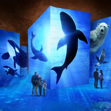 projection requin baleine eau