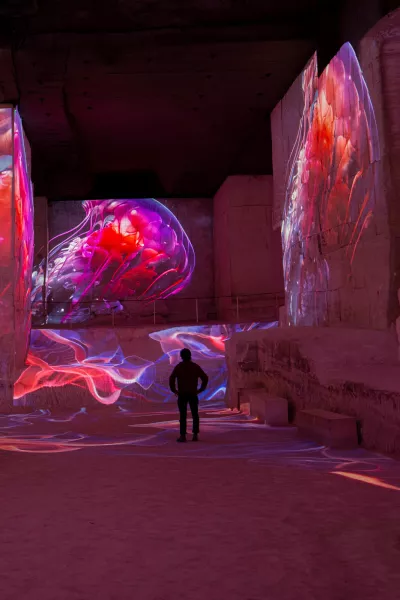 Méduses roses projection