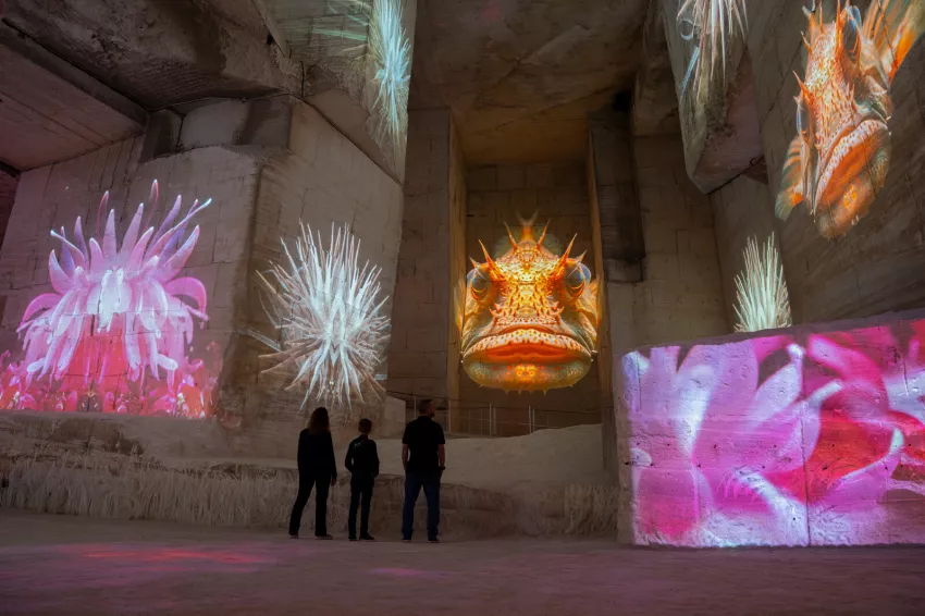 Poissons profondeurs projection