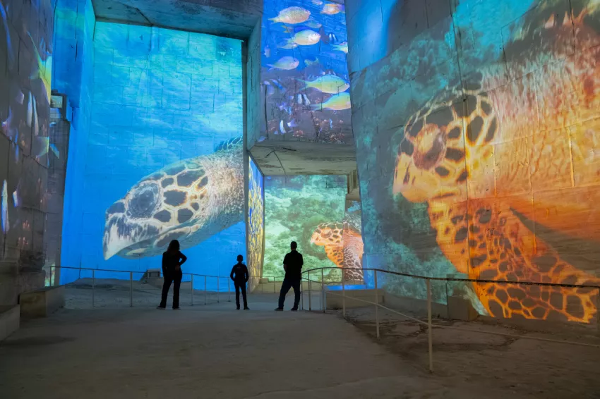 Projection tortues silouhettes