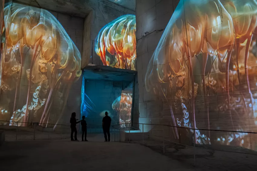 Océan méduses projection