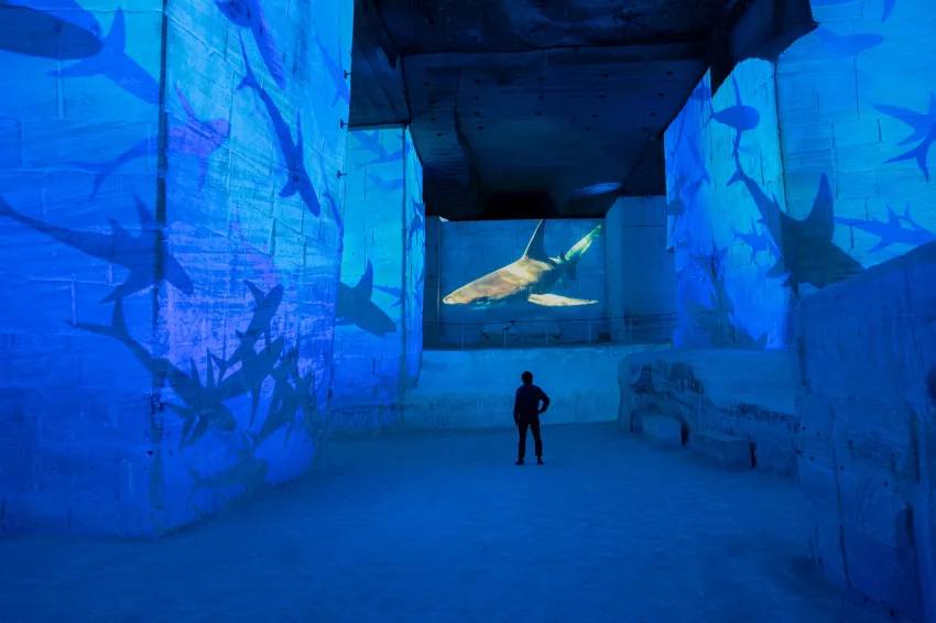 Océan requin projection