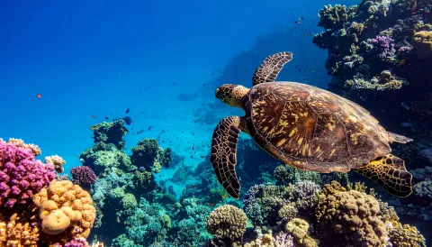 tortue coraux eau océan